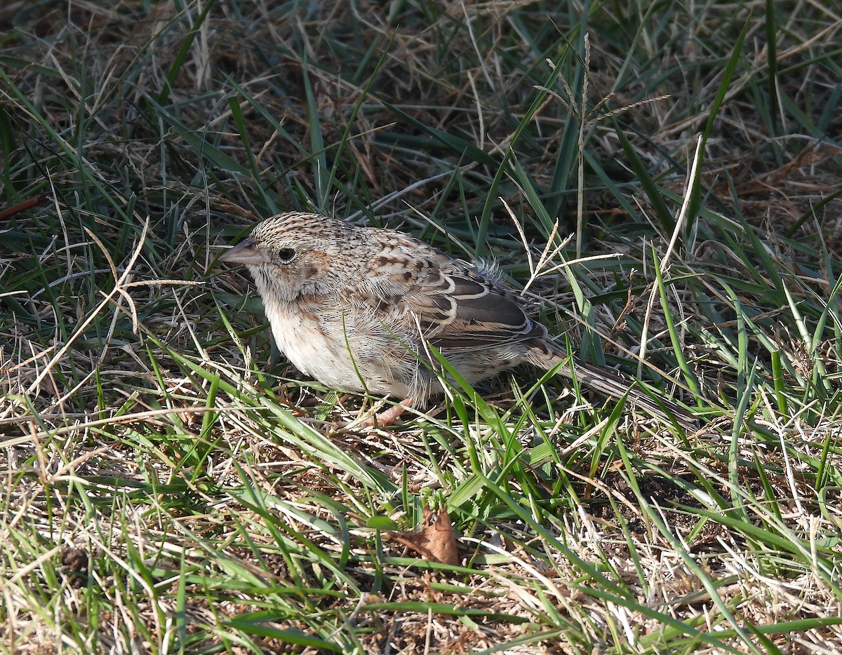 Cassin's Sparrow - ML646706010