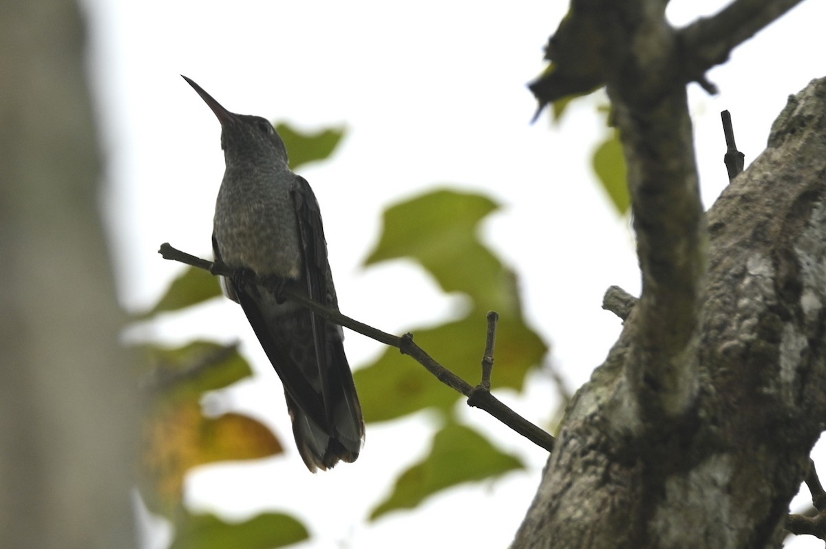 Scaly-breasted Hummingbird - ML646706011