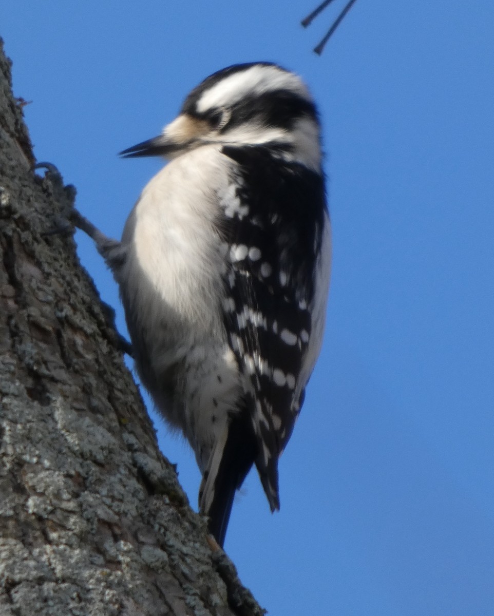 Downy Woodpecker - ML646706012