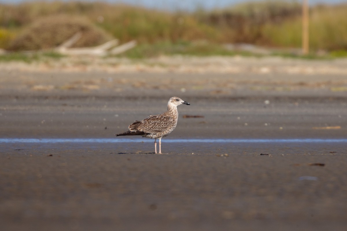 ニシセグロカモメ - ML646706013