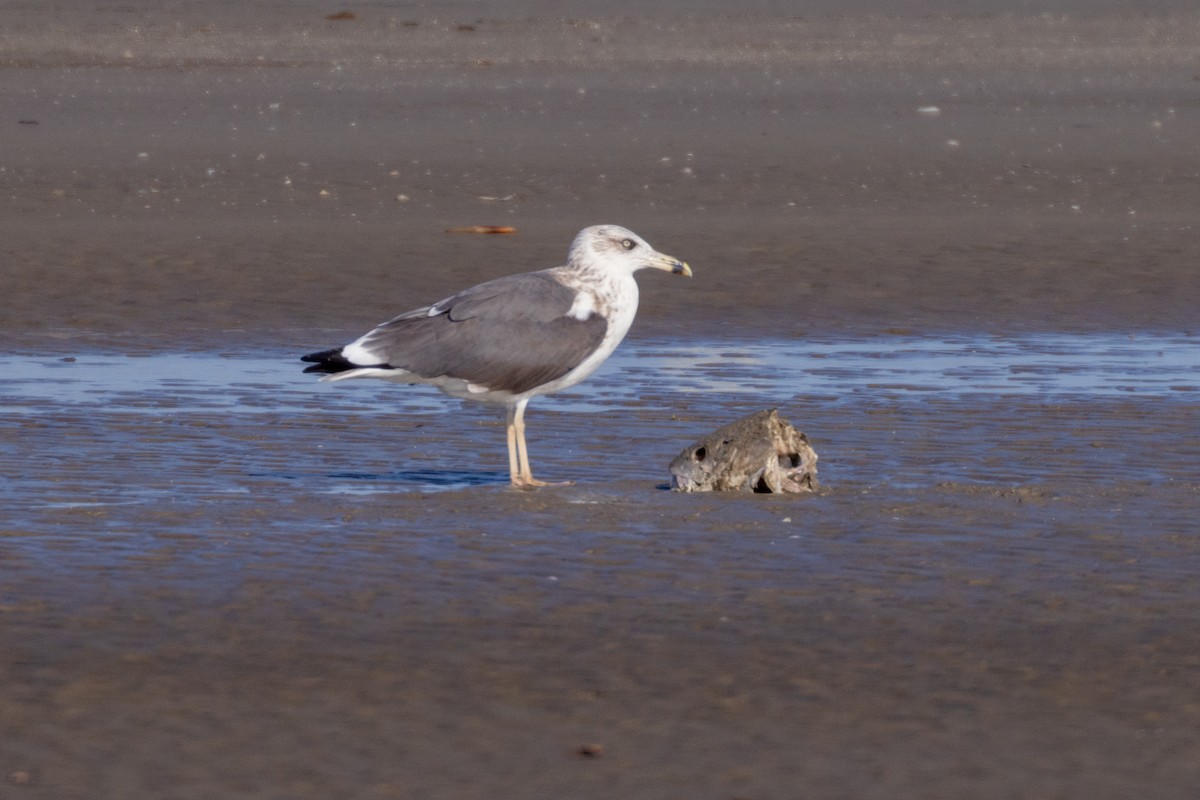 ニシセグロカモメ - ML646706014