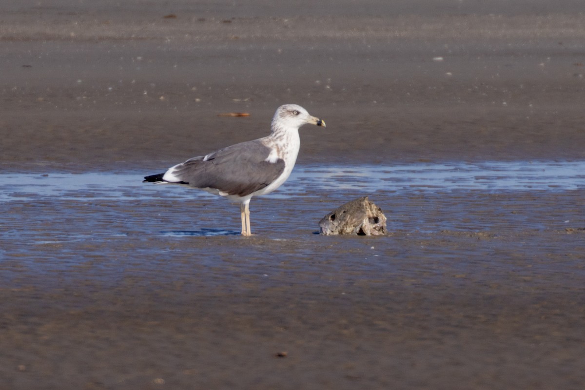 ニシセグロカモメ - ML646706015