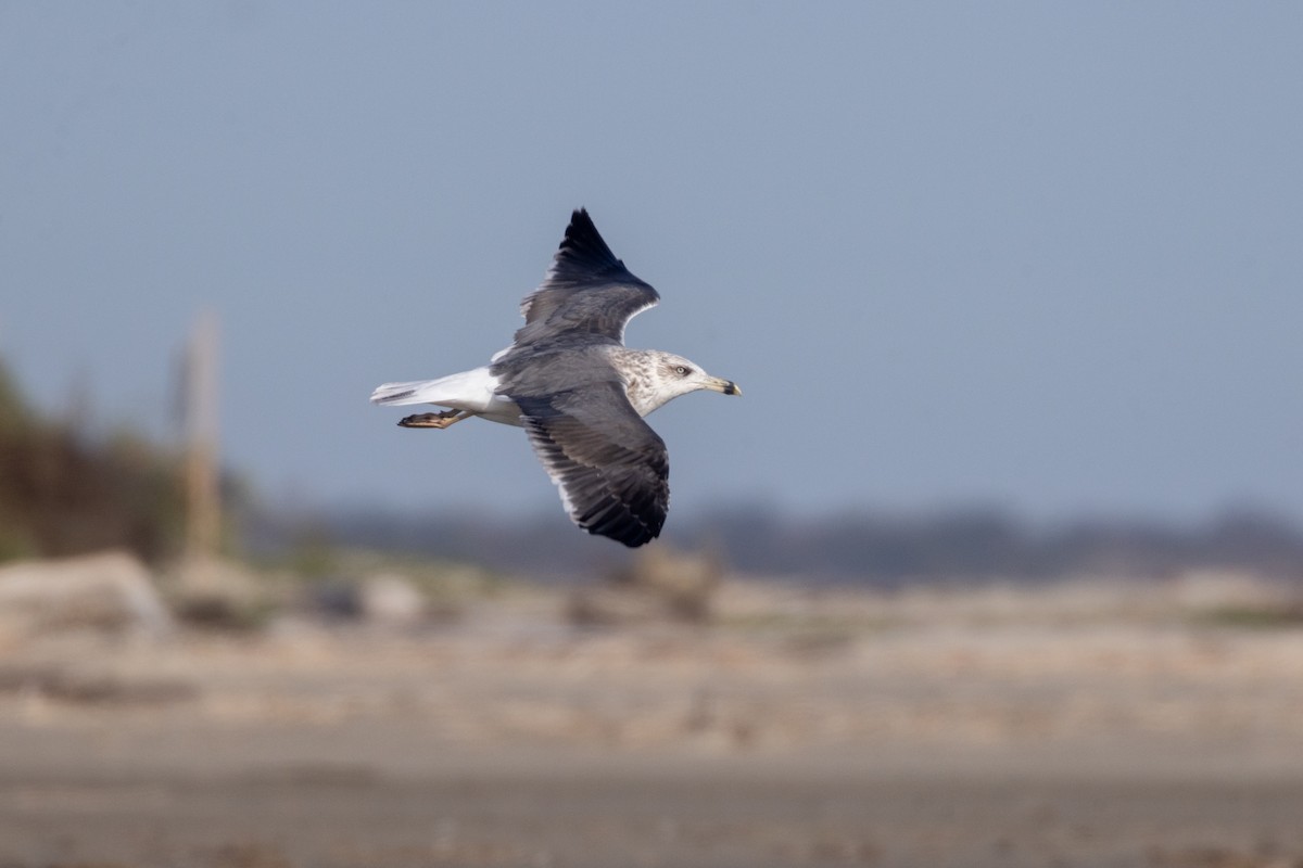 ニシセグロカモメ - ML646706019