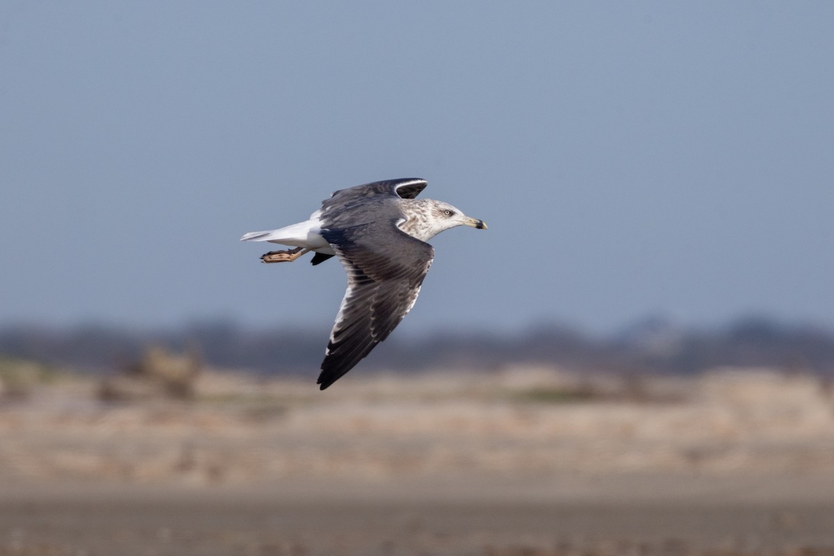 ニシセグロカモメ - ML646706020