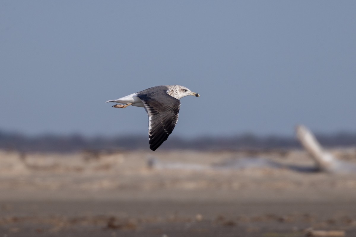 ニシセグロカモメ - ML646706021