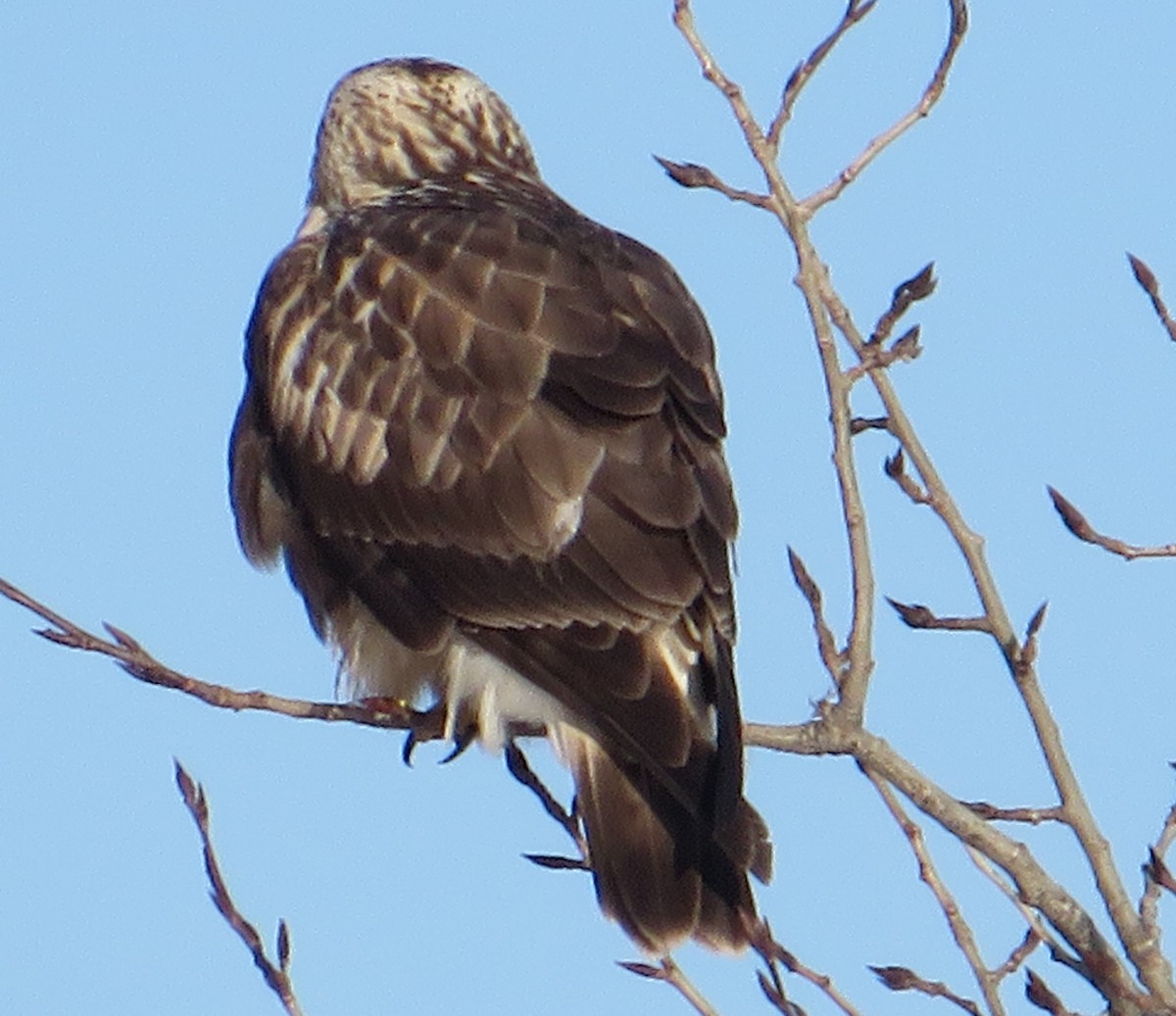 Paçalı Şahin - ML646706022