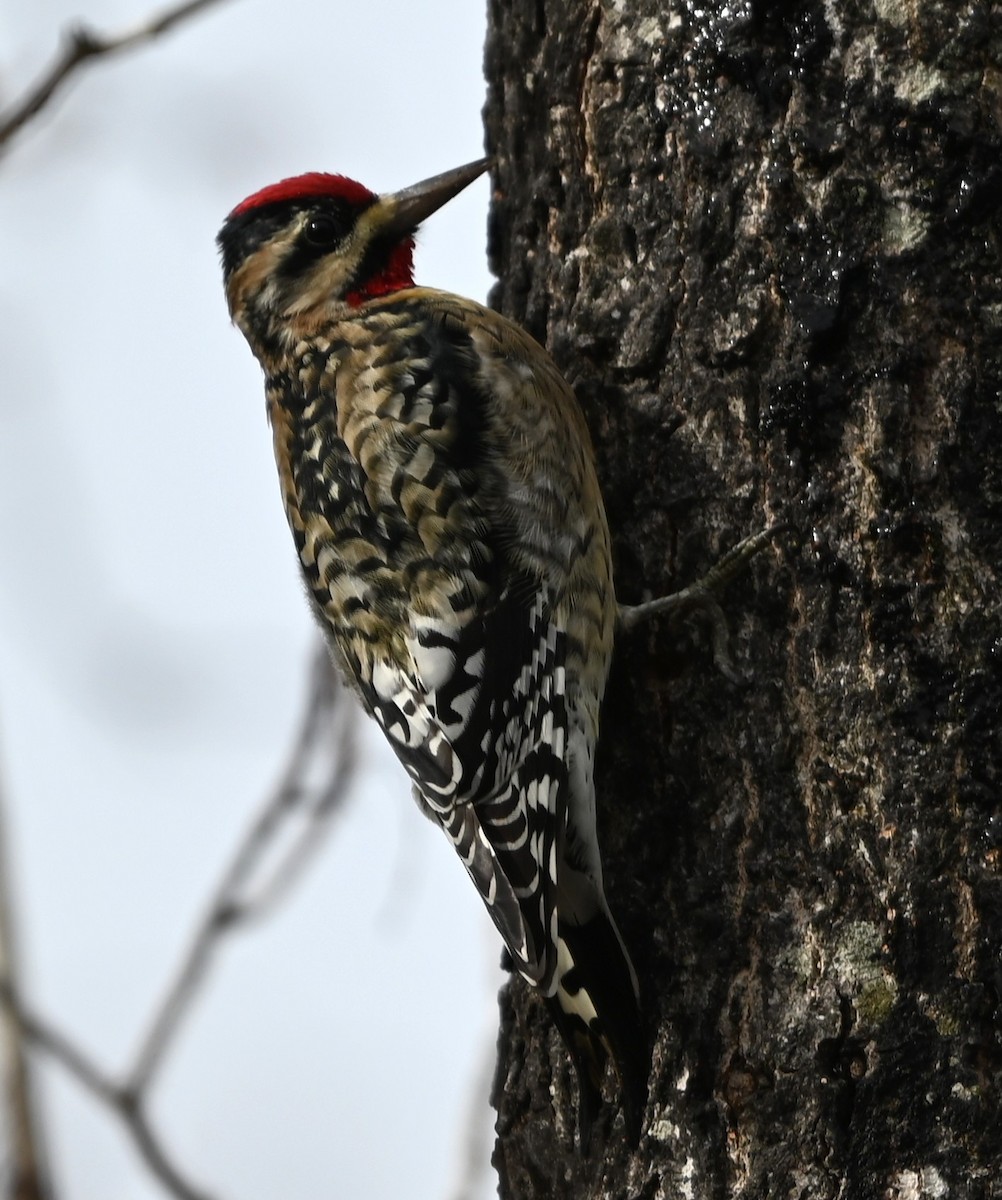 Дятел-смоктун жовточеревий - ML646706024