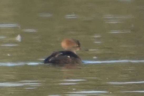 Kappensäger - ML646706025