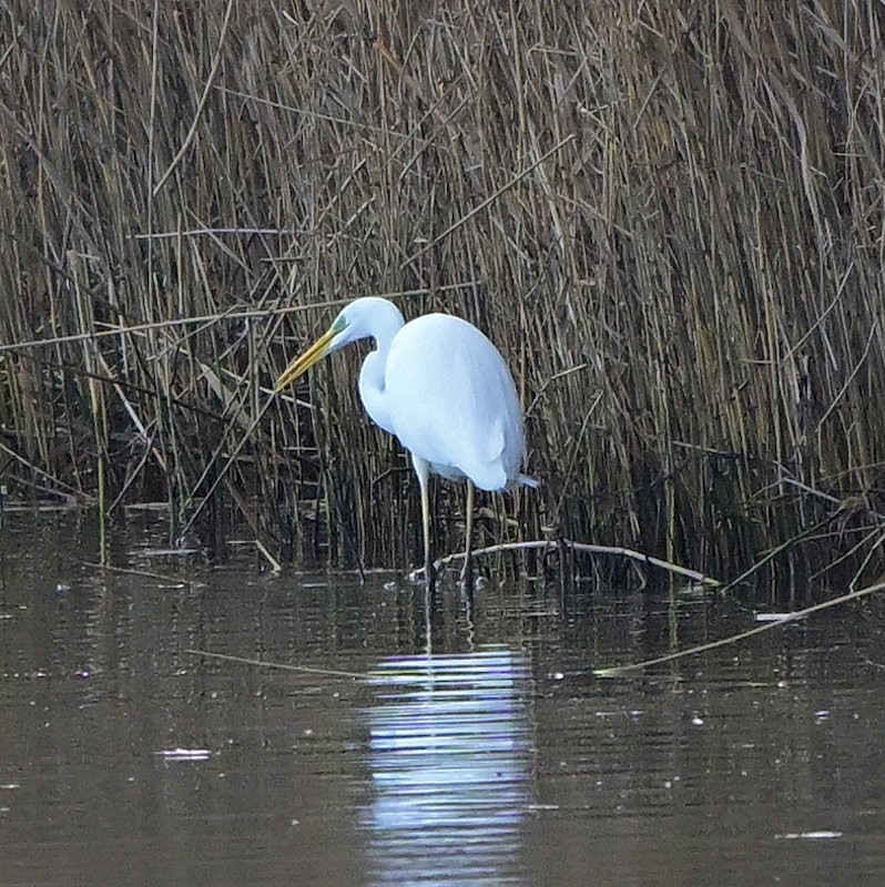 Большая белая цапля - ML646706026
