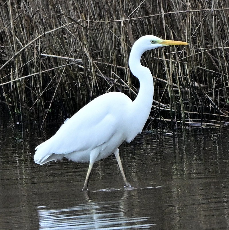 Большая белая цапля - ML646706027