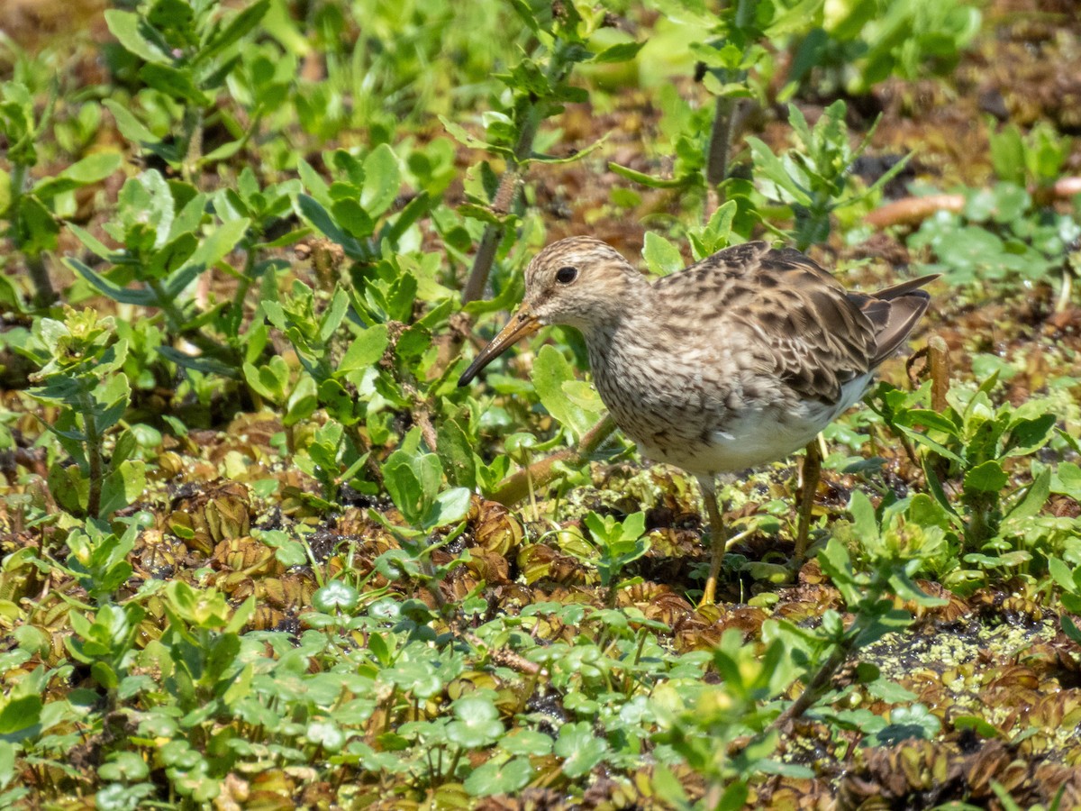 Graubrust-Strandläufer - ML646706028