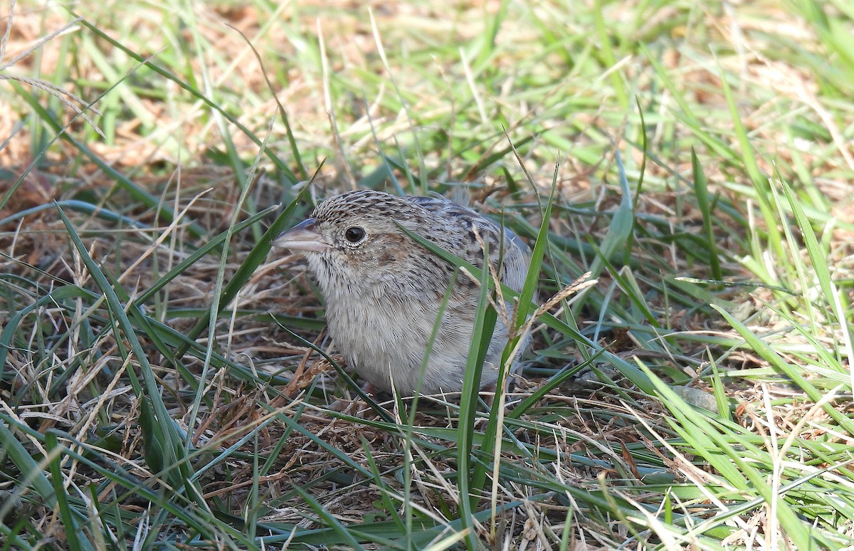 Cassin's Sparrow - ML646706029