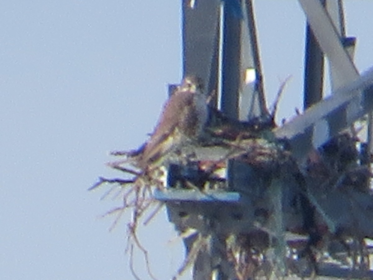 Çayır Doğanı - ML646706032