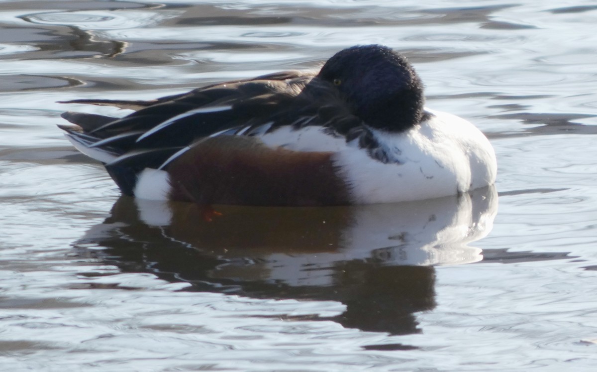 Халбага нугас - ML646706033