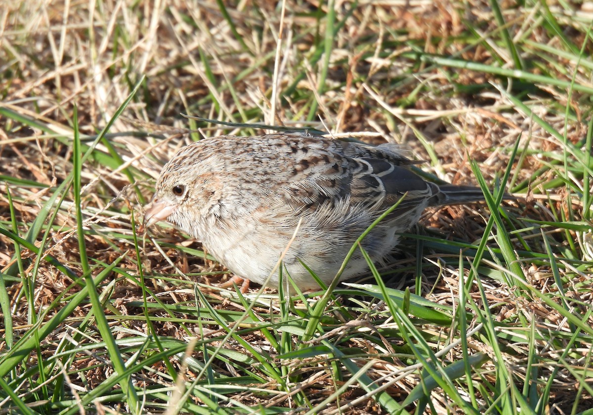 Cassin's Sparrow - ML646706034