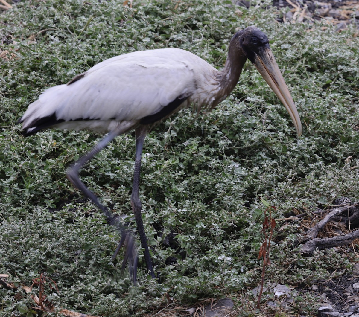 Wood Stork - ML646706036