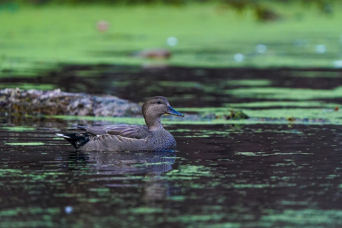 Boz Ördek - ML646706037