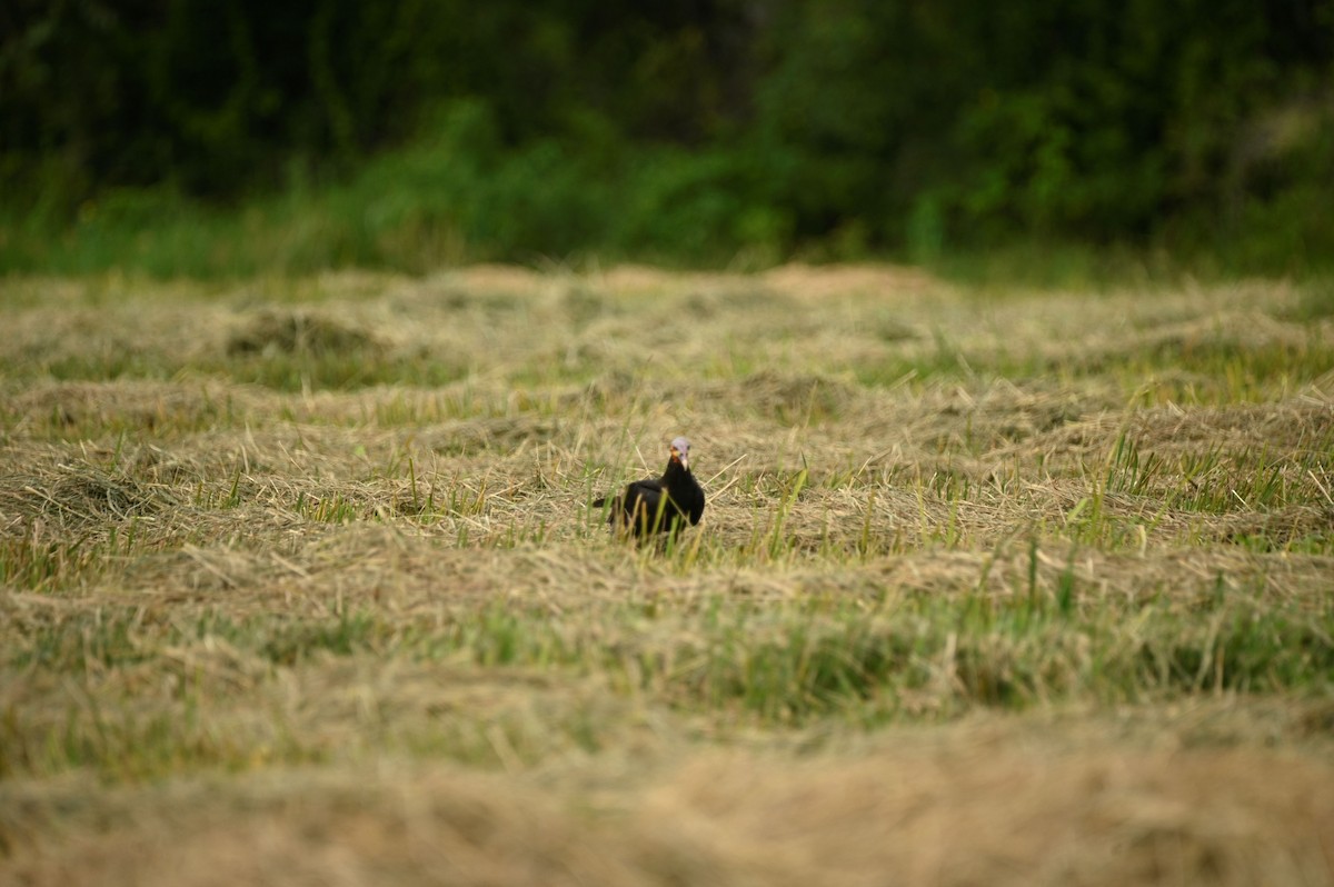 Lesser Yellow-headed Vulture - ML646706038