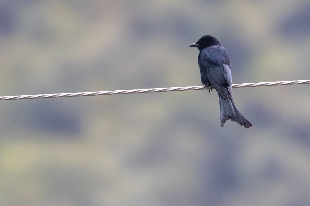 drongo černý - ML646706040