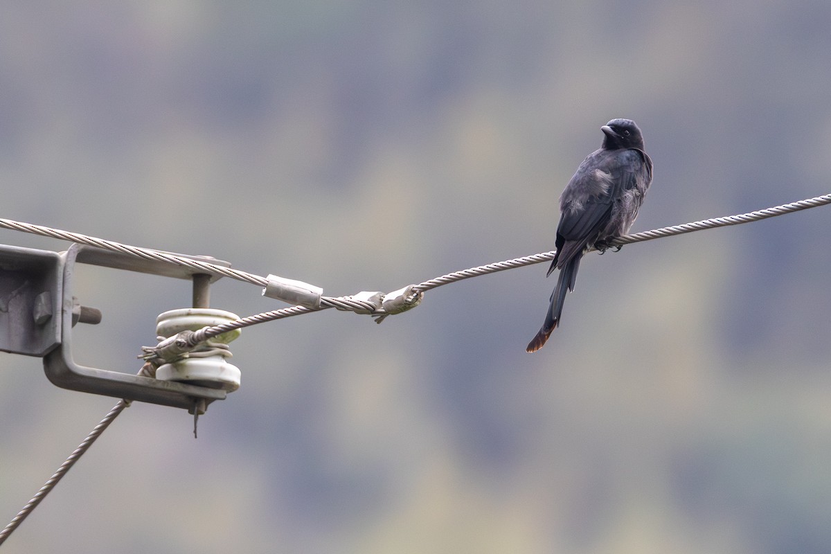 Black Drongo - ML646706041