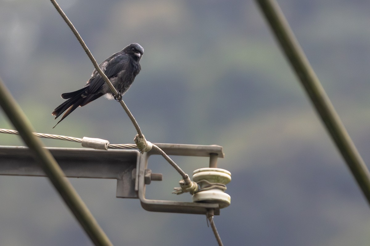 drongo černý - ML646706042