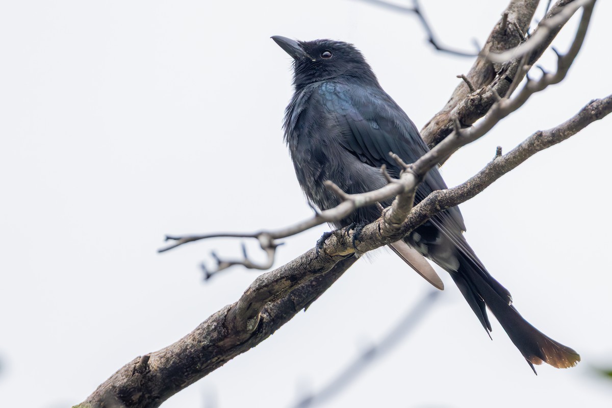 drongo černý - ML646706043