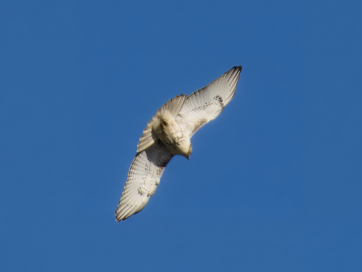 Red-tailed Hawk - ML646706049