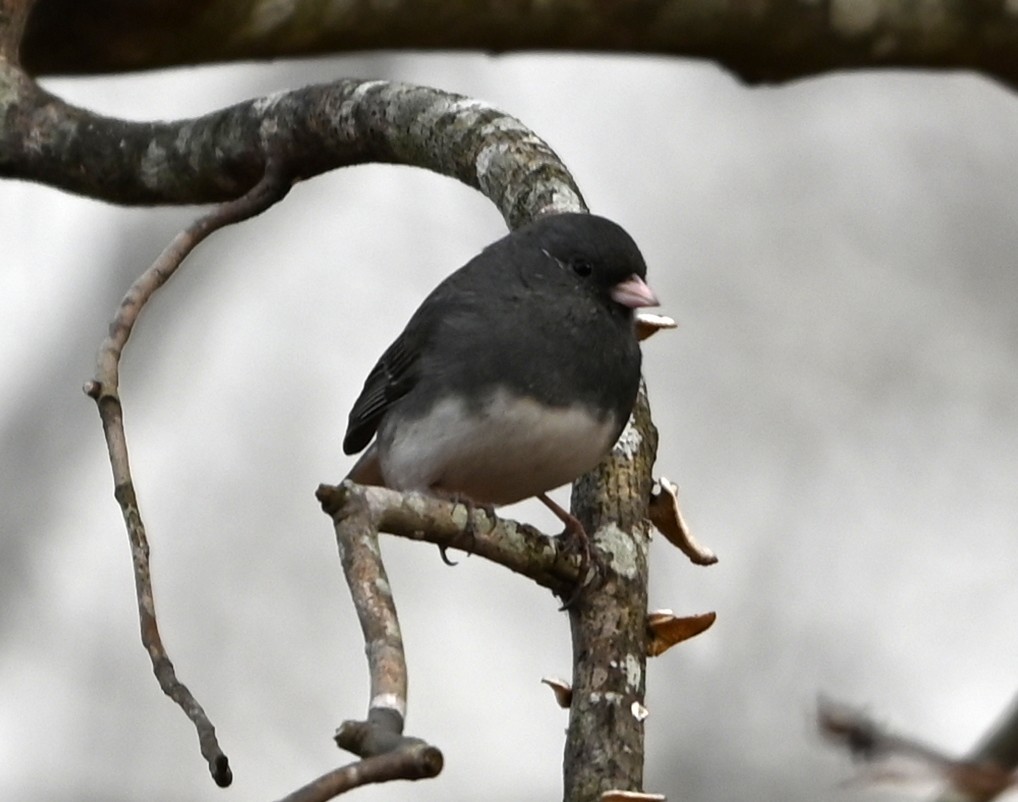 Юнко сірий - ML646706050