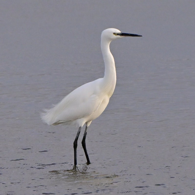 Малая белая цапля - ML646706051