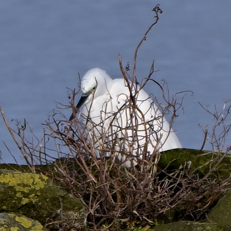 Малая белая цапля - ML646706052