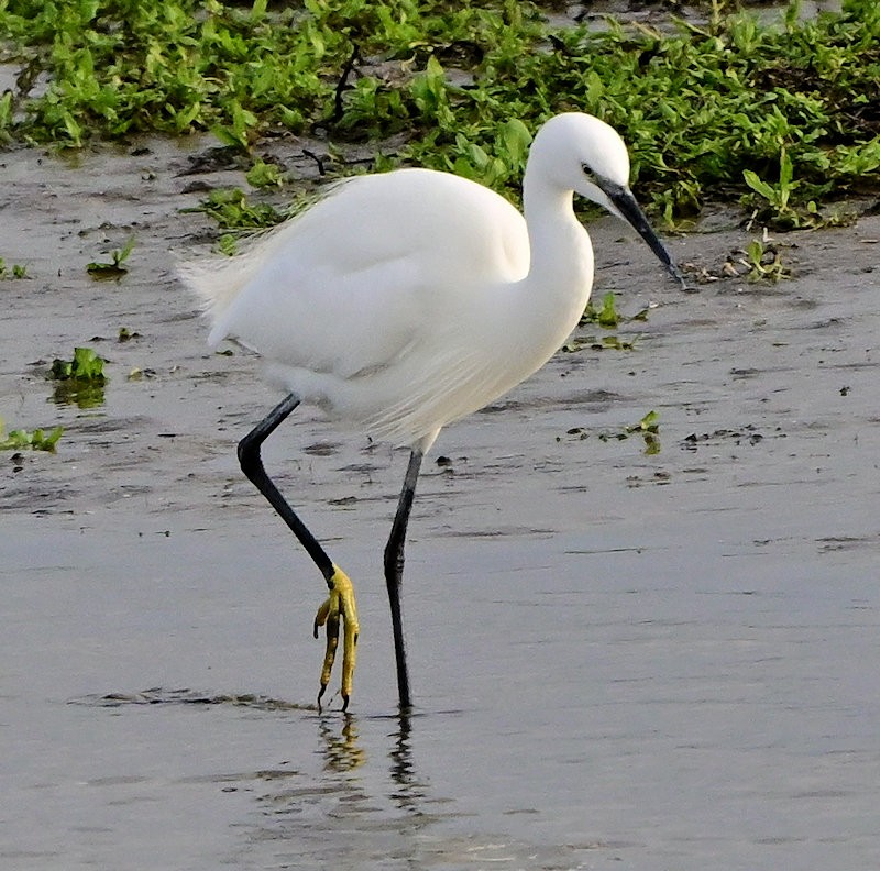 Малая белая цапля - ML646706053