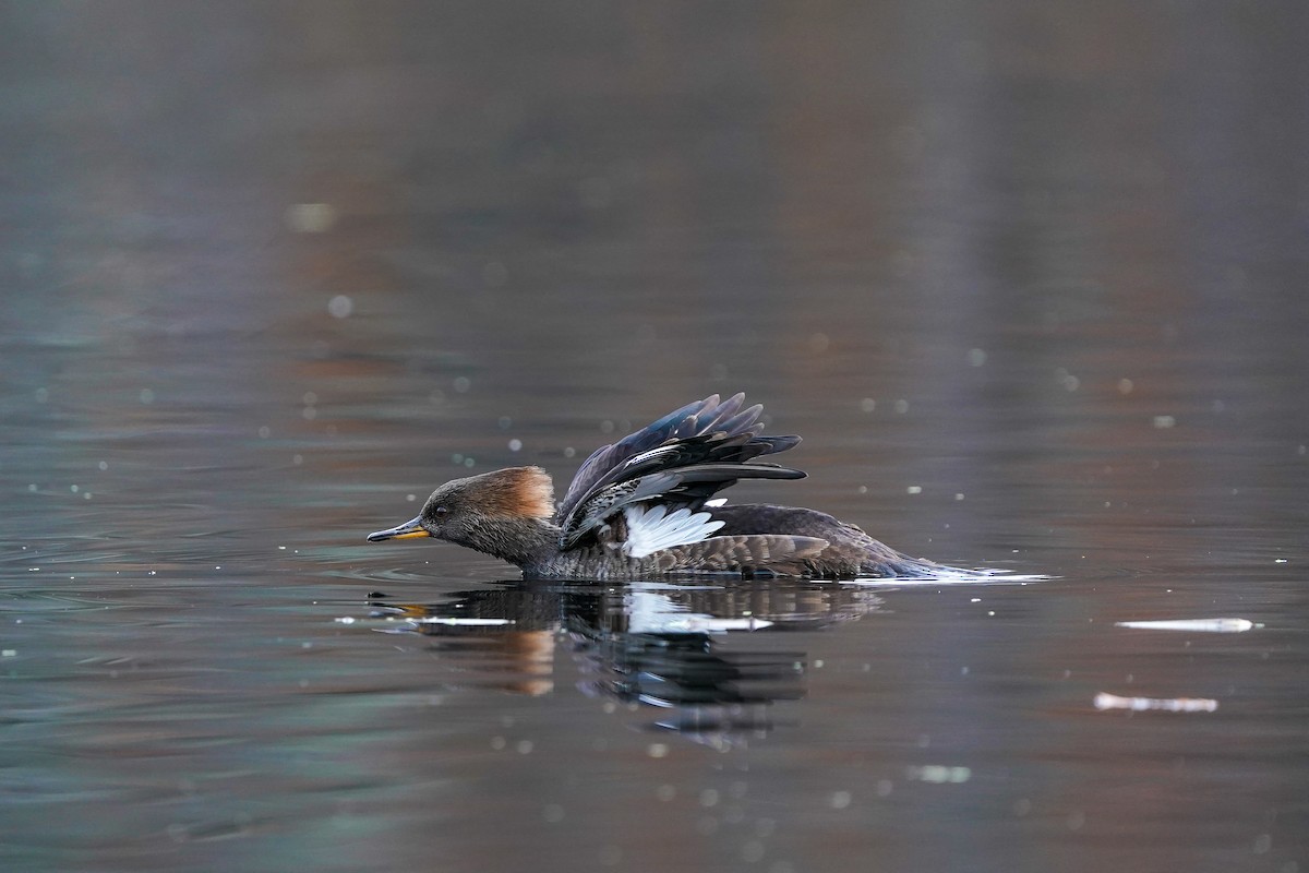 Hooded Merganser - ML646706055