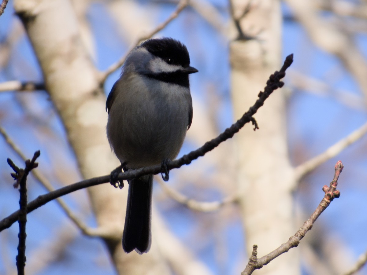 Carolina Chickadee - ML646706056