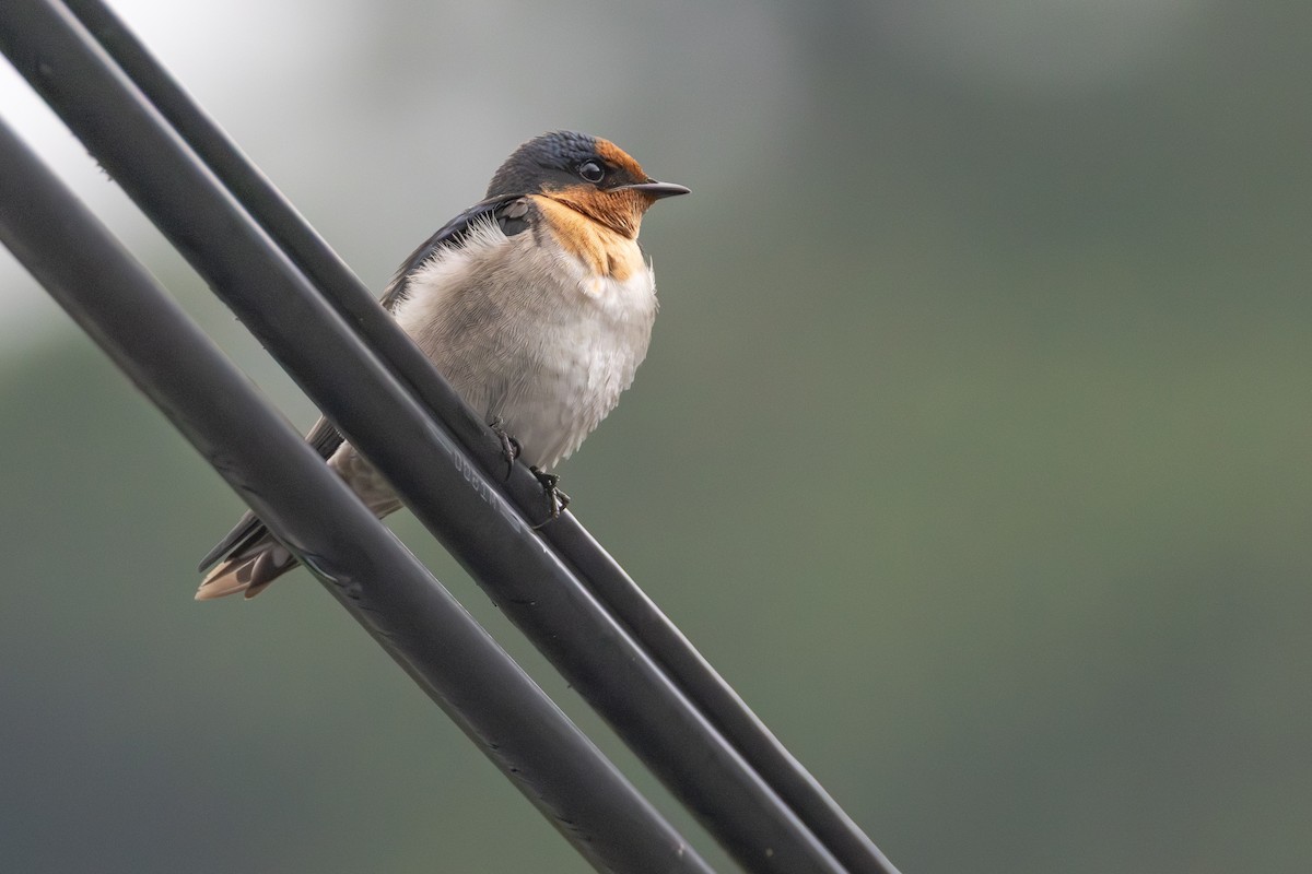 Pacific Swallow - ML646706058