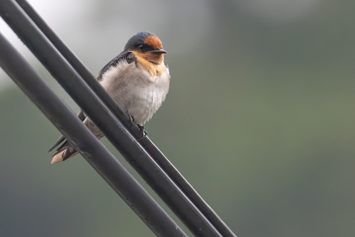 Pacific Swallow - ML646706059