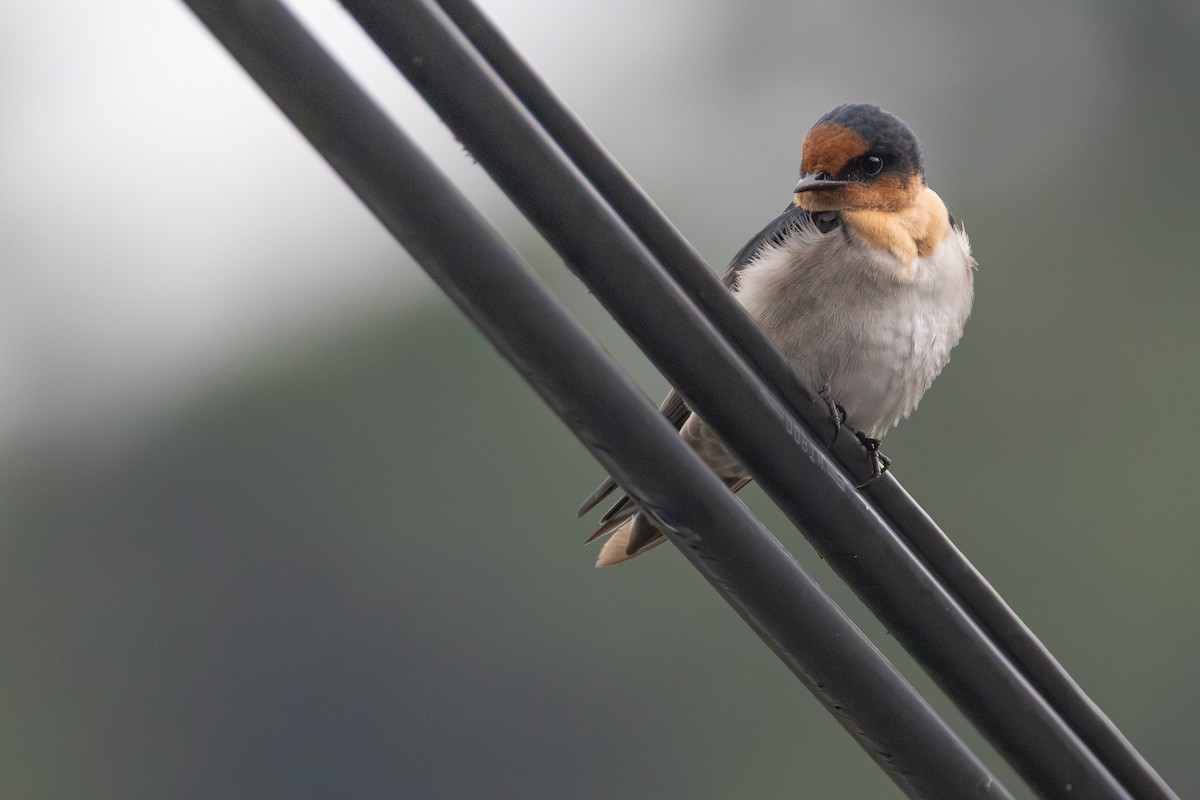 Pacific Swallow - ML646706060