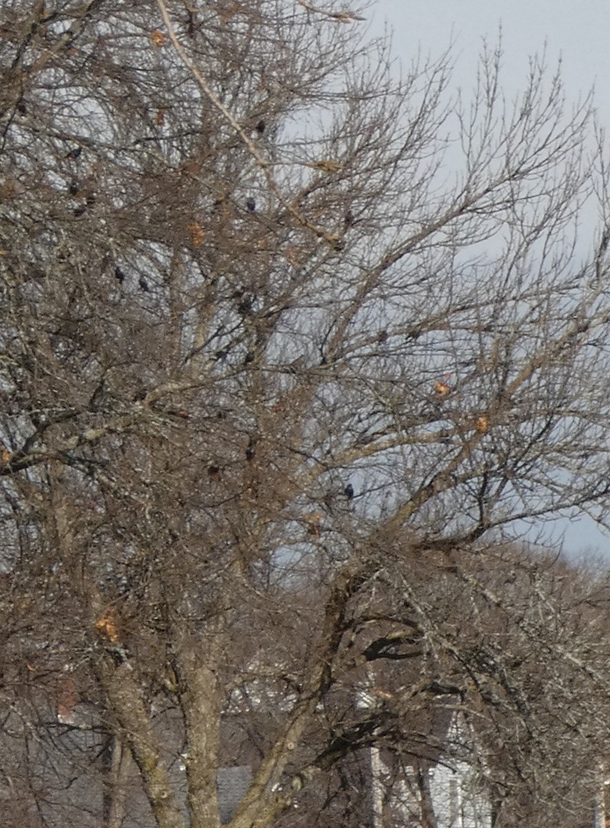 Хар тодол - ML646706061