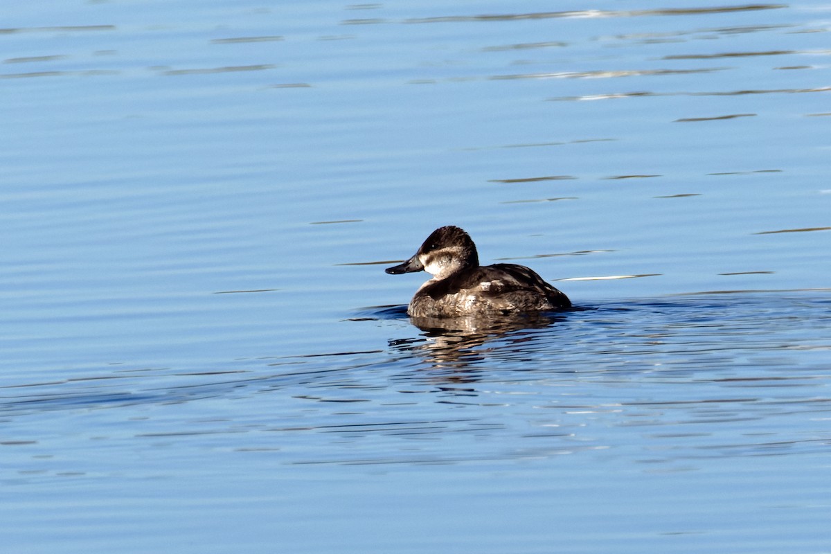 Ruddy Duck - ML646706065