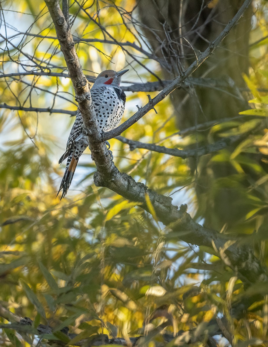 Шилоклювый дятел - ML646706066