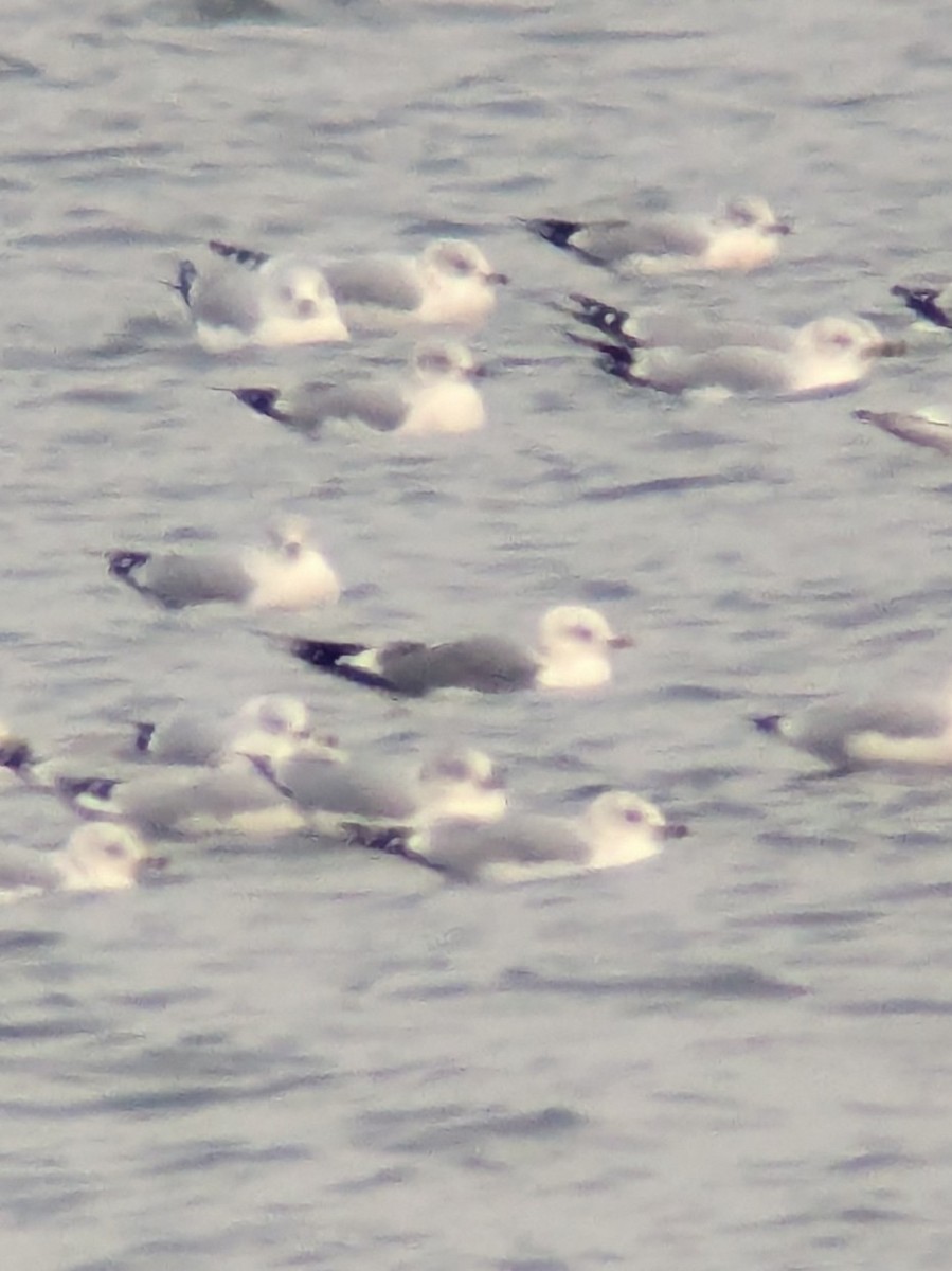 Short-billed Gull - ML646706067