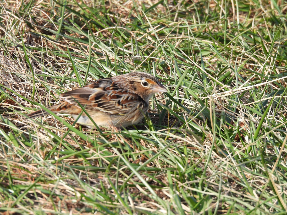 Grasshopper Sparrow - ML646706068