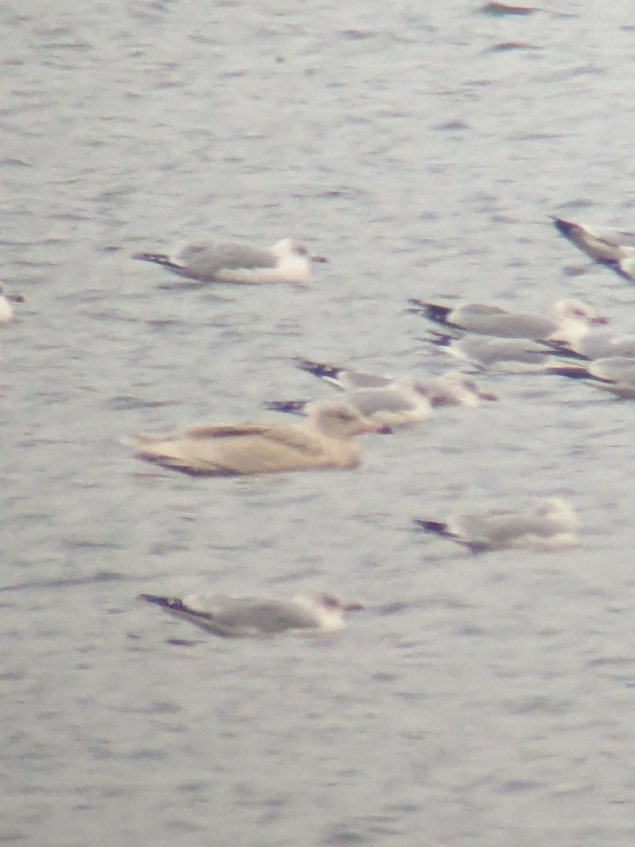 Ipar-kaioa - ML646706069