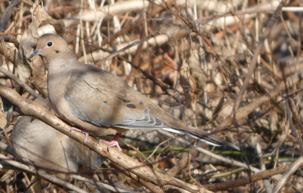 Mourning Dove - ML646706072