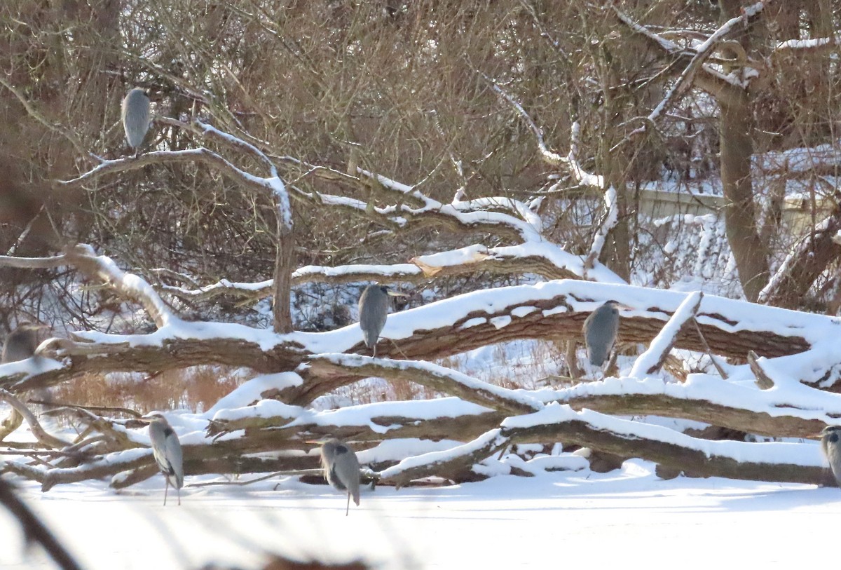 Great Blue Heron - ML646706075