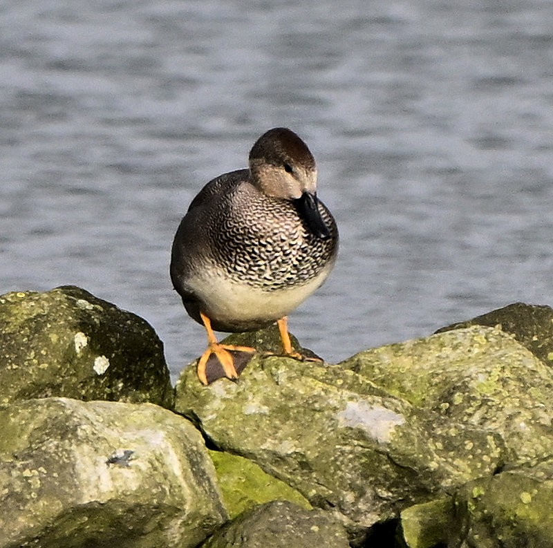 Boz Ördek - ML646706076