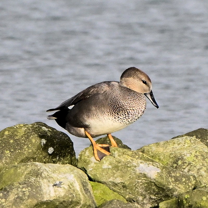 Boz Ördek - ML646706077