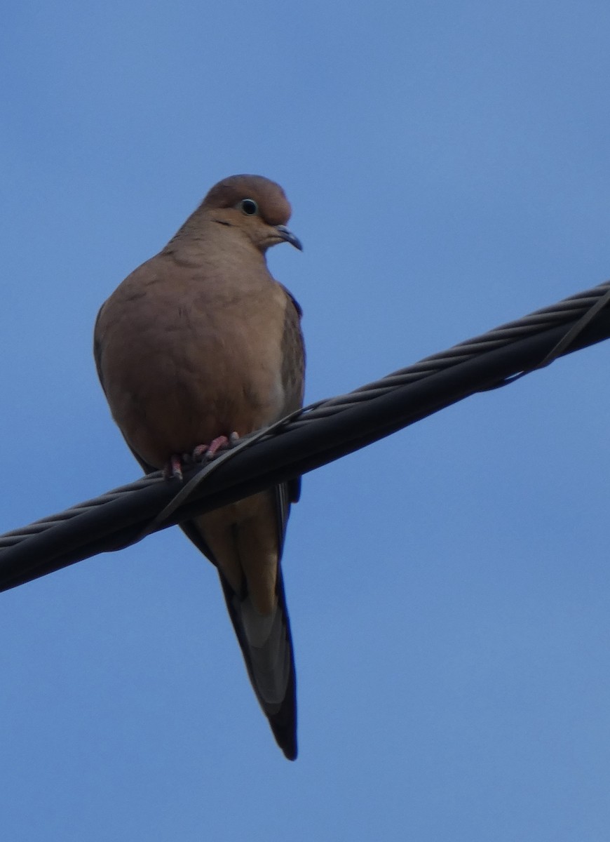 Mourning Dove - ML646706078