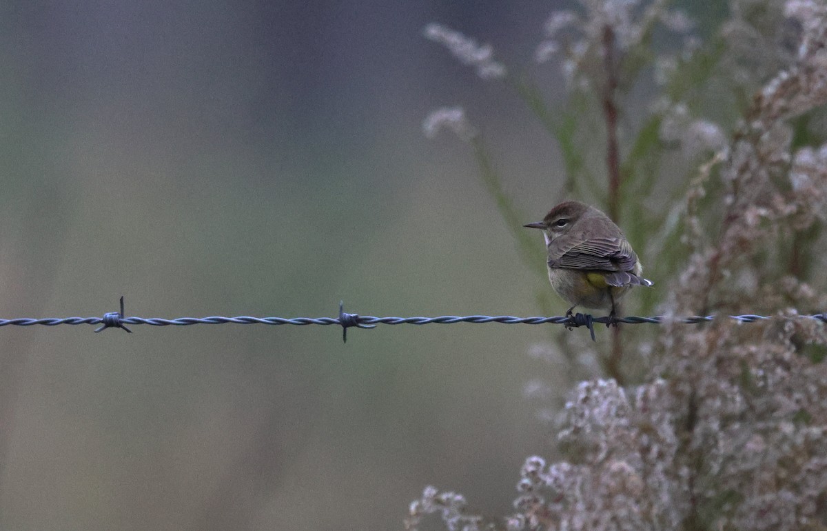 myrparula - ML646706095