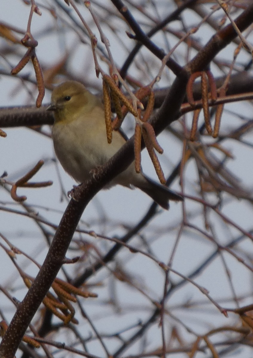 American Goldfinch - ML646706097