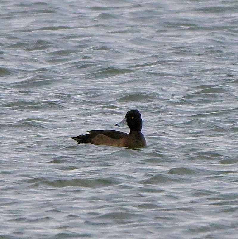 Хохлатая чернеть - ML646706100